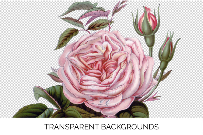 pink-rose-clipart