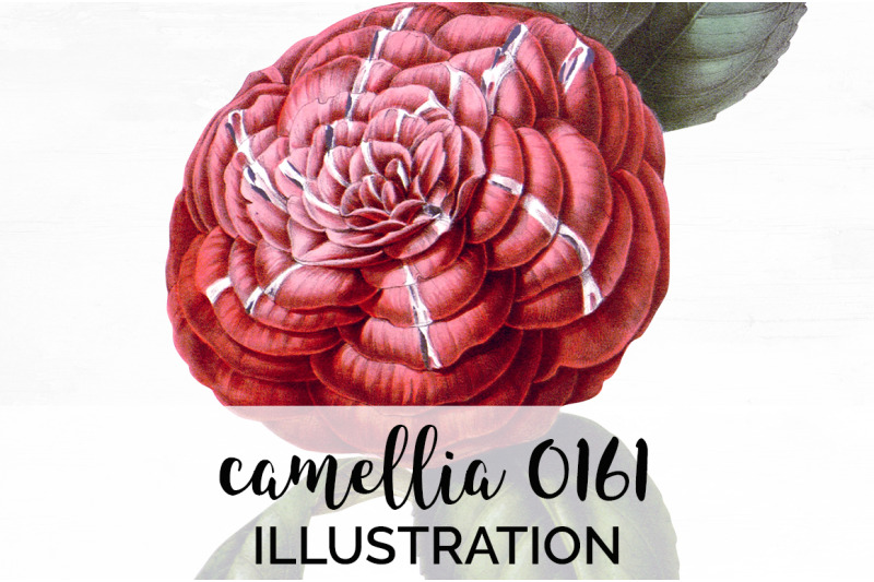 camellia-pink-flowers