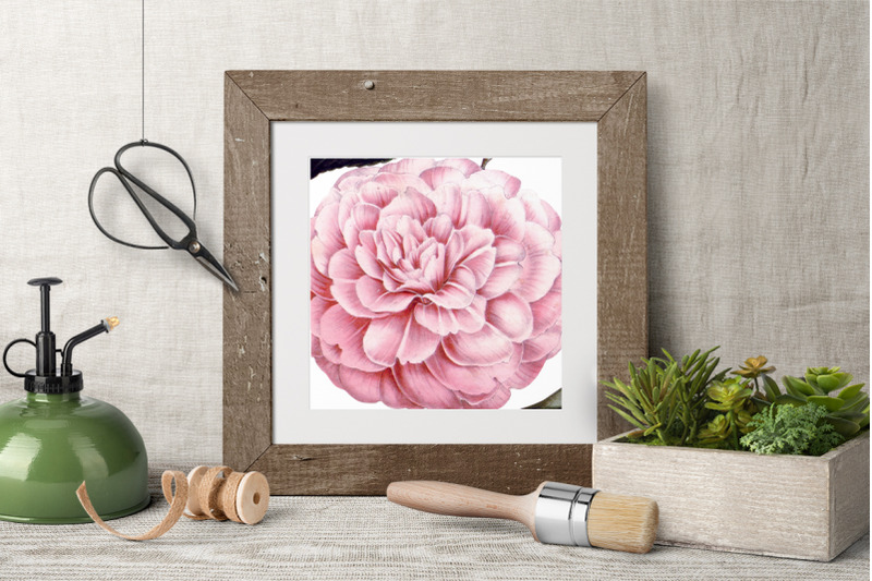 camellia-pink-flowers