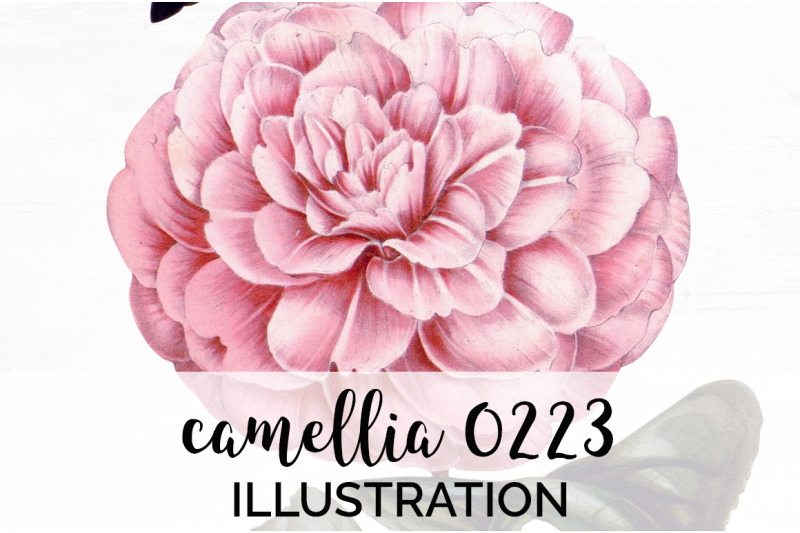 camellia-pink-flowers