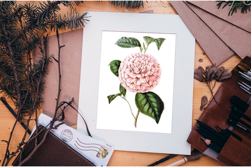 camellia-pink-flowers