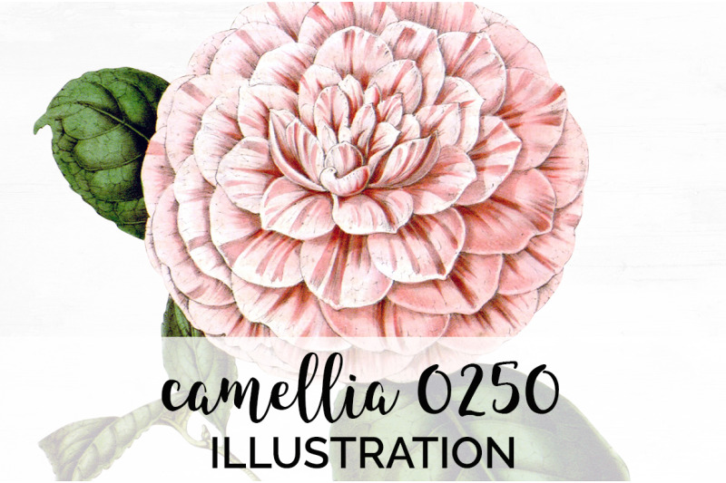 camellia-pink-flowers