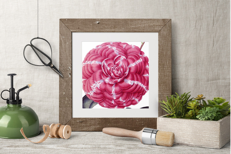 camellia-pink-flowers