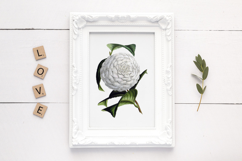 flowers-white-camellia-flowers