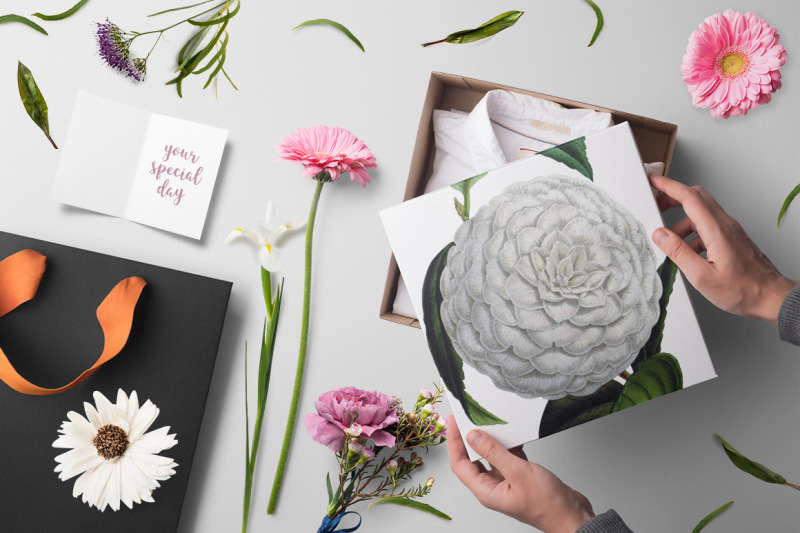 flowers-white-camellia-flowers