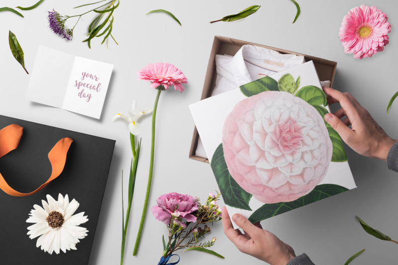 camellia-pink-flowers