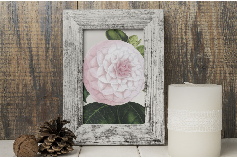 camellia-pink-flowers