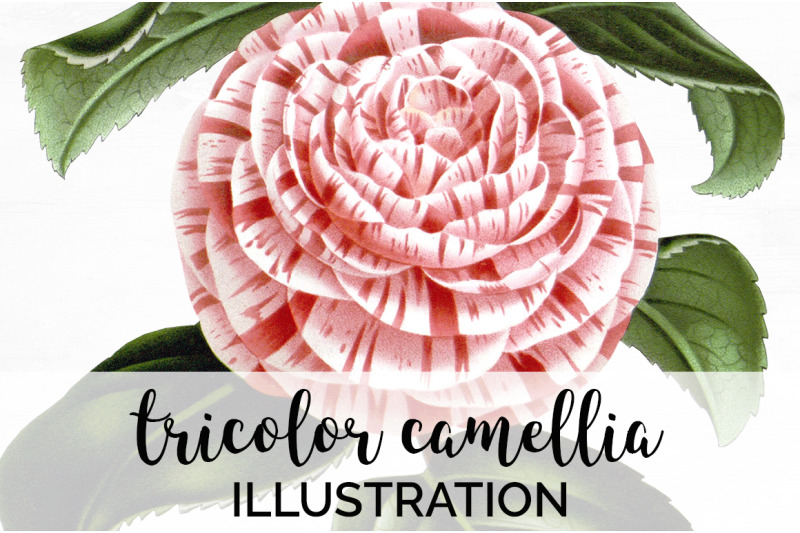 camellia-pink-flowers