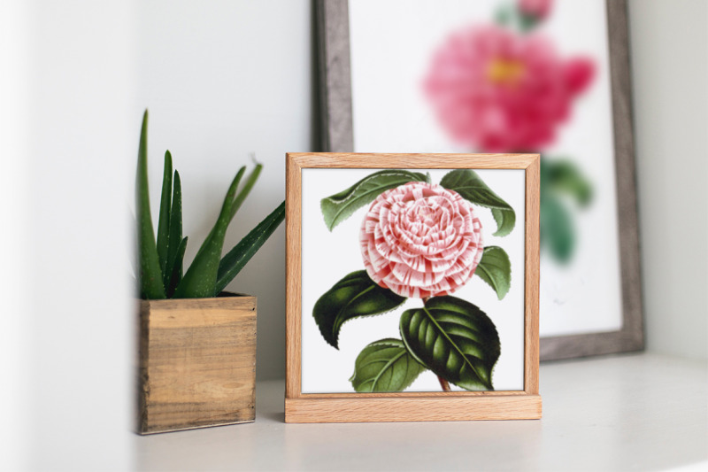 camellia-pink-flowers