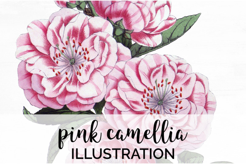 camellia-pink-flowers