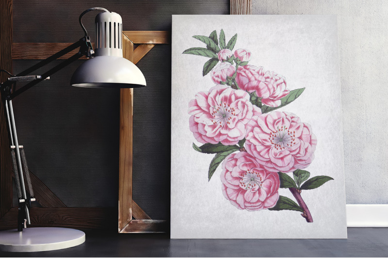 camellia-pink-flowers