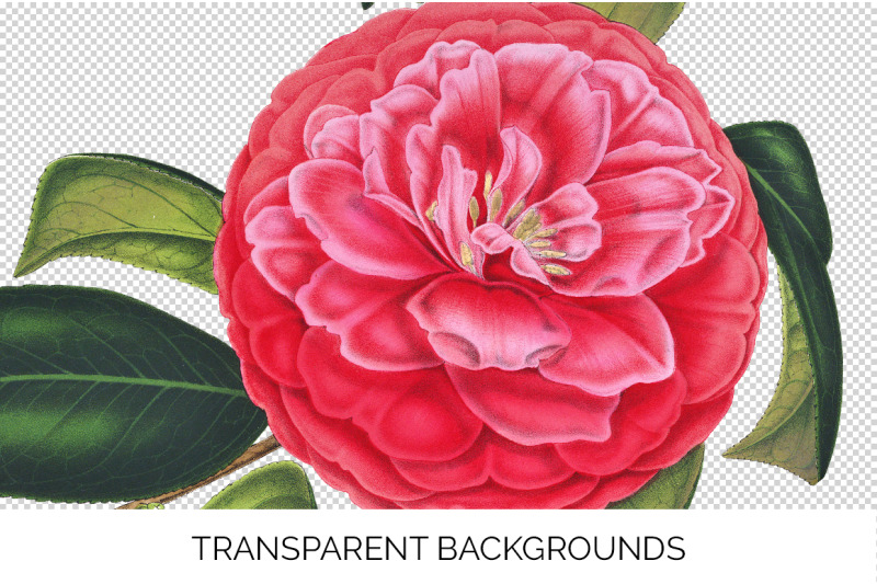 camellia-pink-flowers