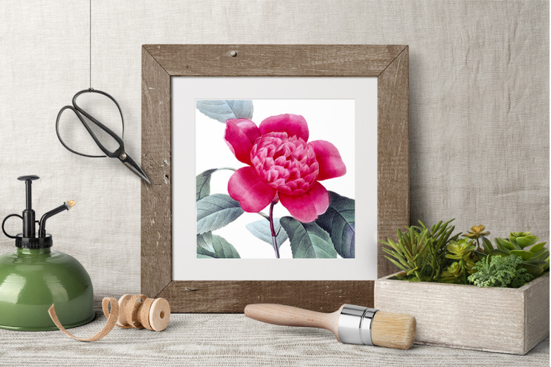 camellia-pink-flowers