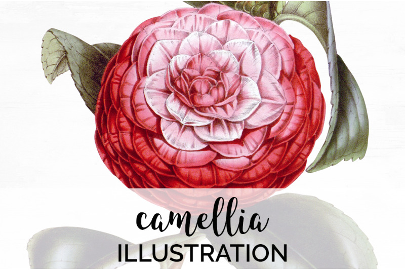 camellia-pink-flowers