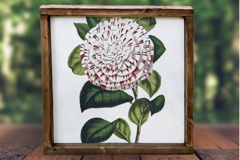 flowers-white-camellia-flowers