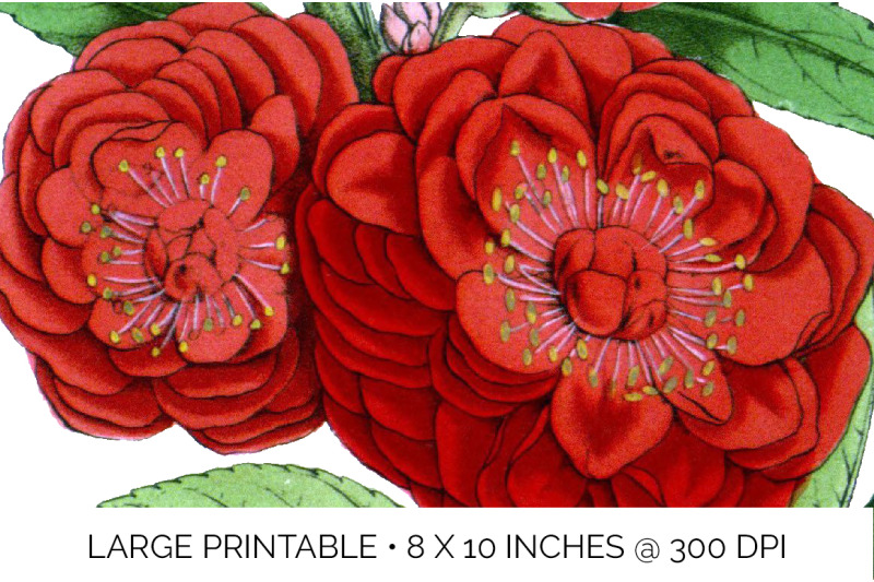 camellia-red-flowers