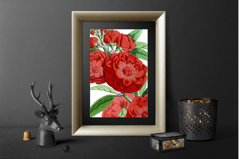 camellia-red-flowers