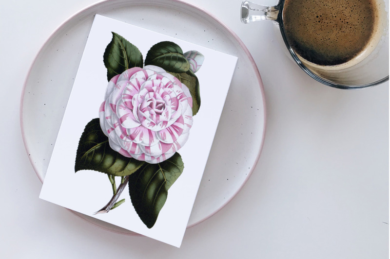 camellia-pink-flowers