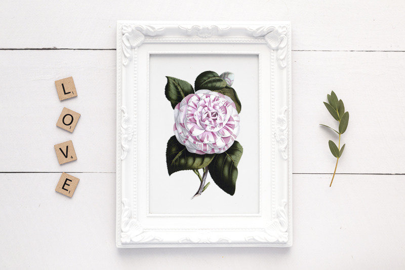 camellia-pink-flowers