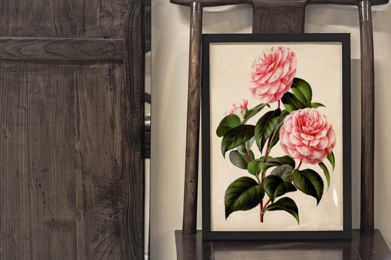 camellia-pink-flowers