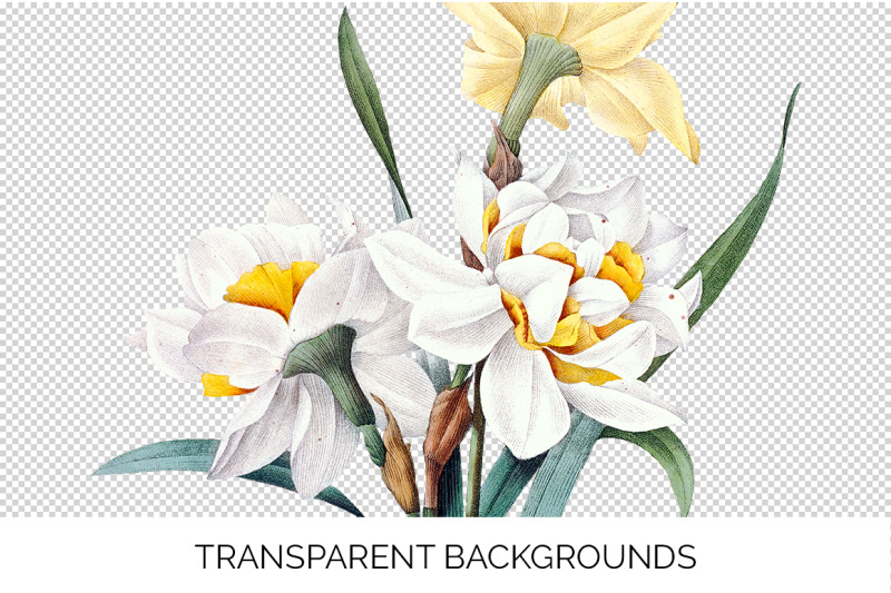 daffodil-clipart