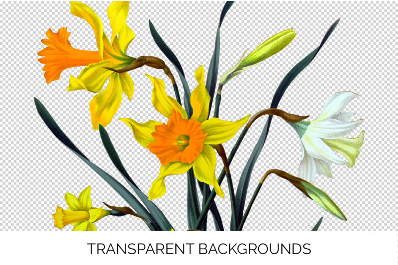 daffodils-clipart