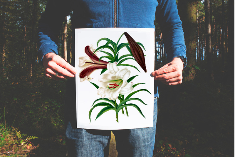 lily-clipart