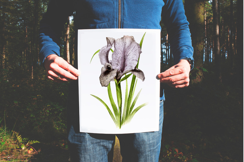 iris-clipart