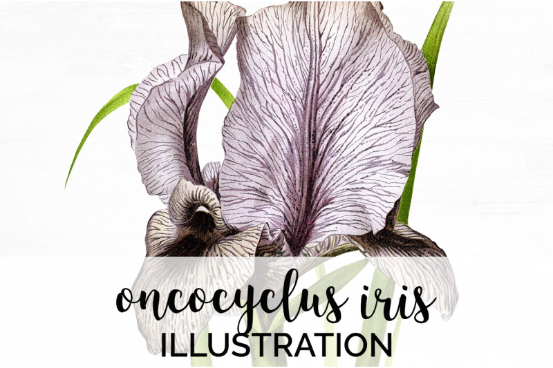 iris-clipart