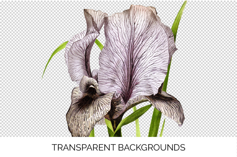 iris-clipart