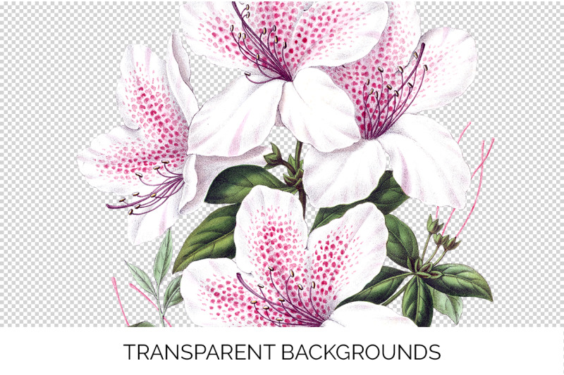 azalea-clipart