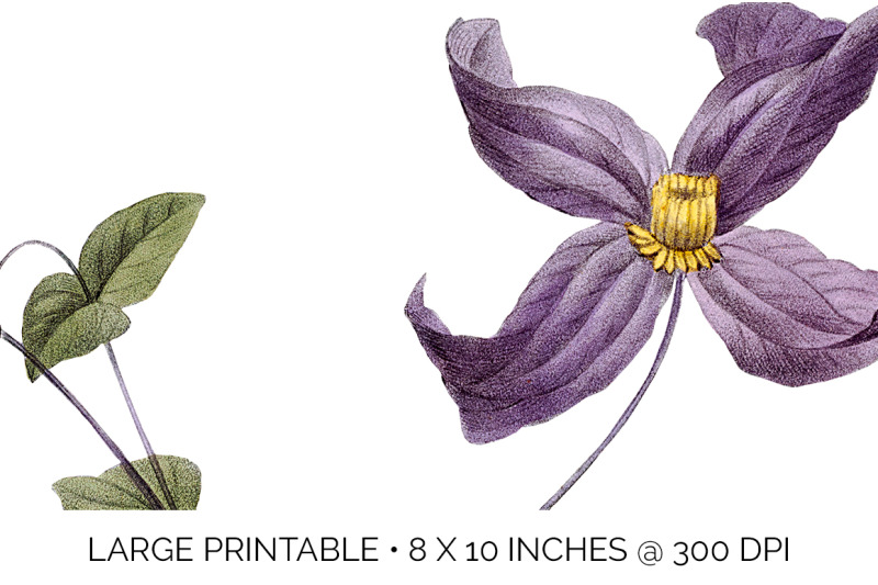 purple-clematis-flowers-clipart