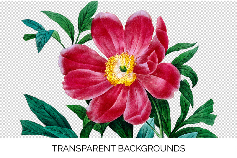 peonies-clipart