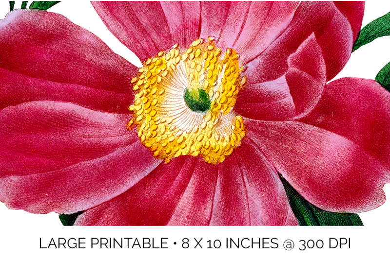 peonies-clipart