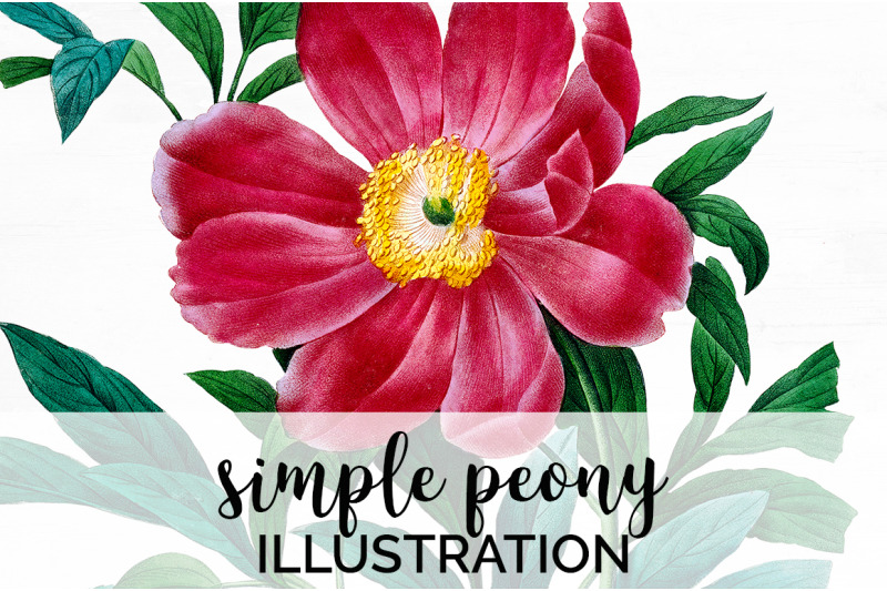 peonies-clipart