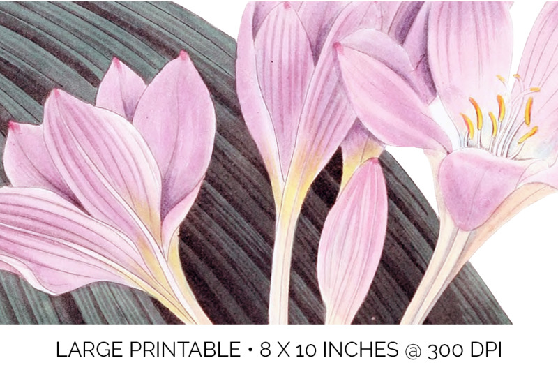 crocus-vintage-clipart-graphics