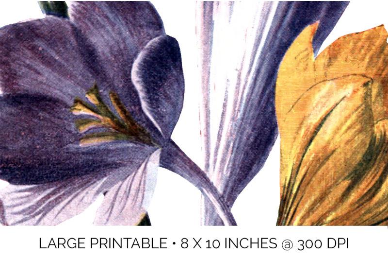 crocus-vintage-clipart