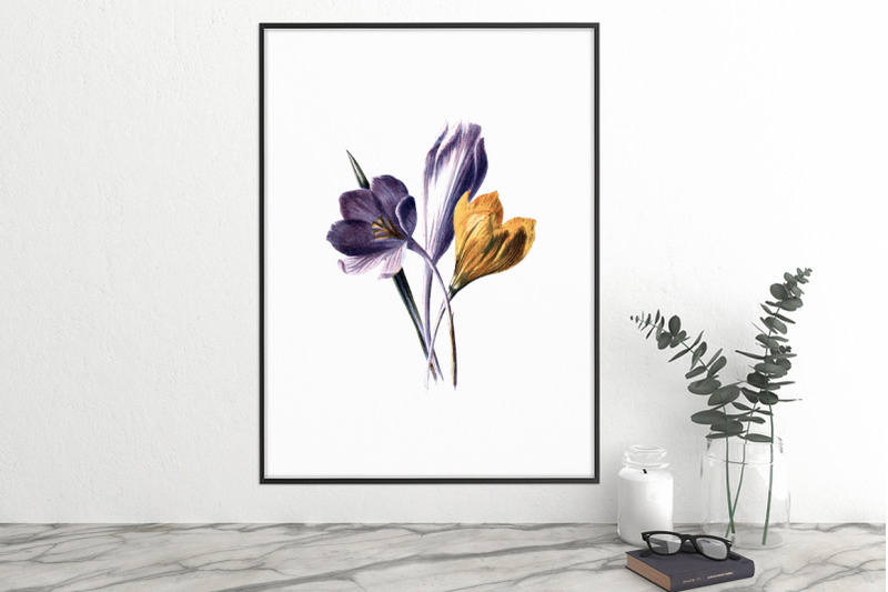 crocus-vintage-clipart