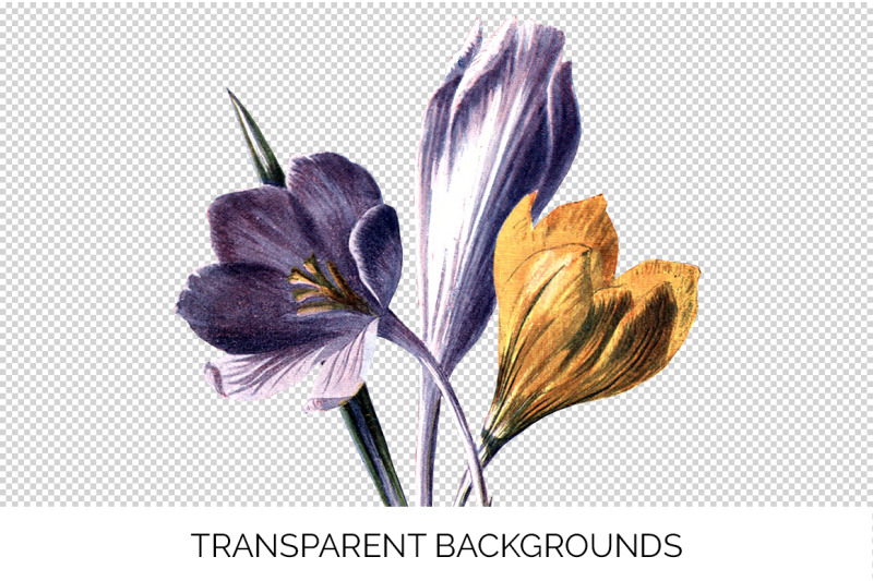 crocus-vintage-clipart