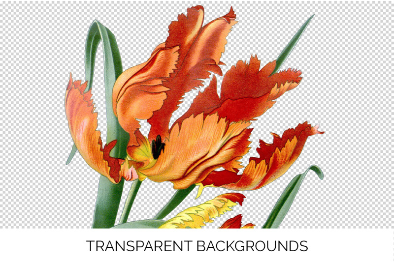 tulip-clipart