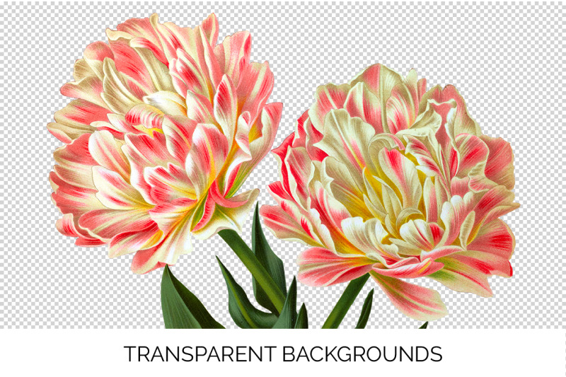 tulip-clipart