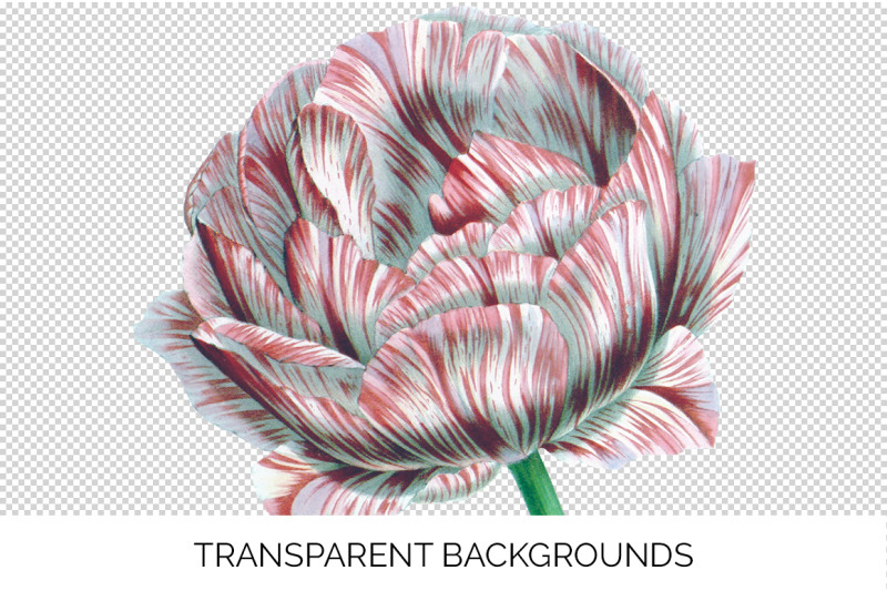 tulip-clipart