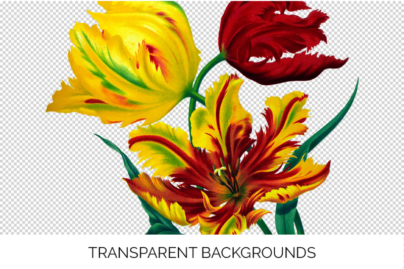 tulip-clipart