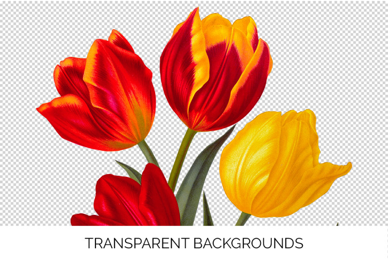 tulip-clipart