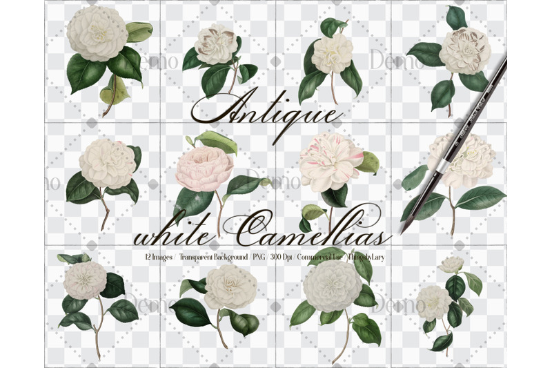 12-vintage-white-camellias-ephemera-transparent-images-png
