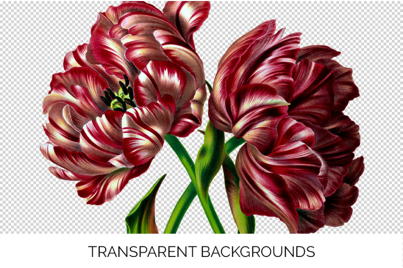 tulip-clipart