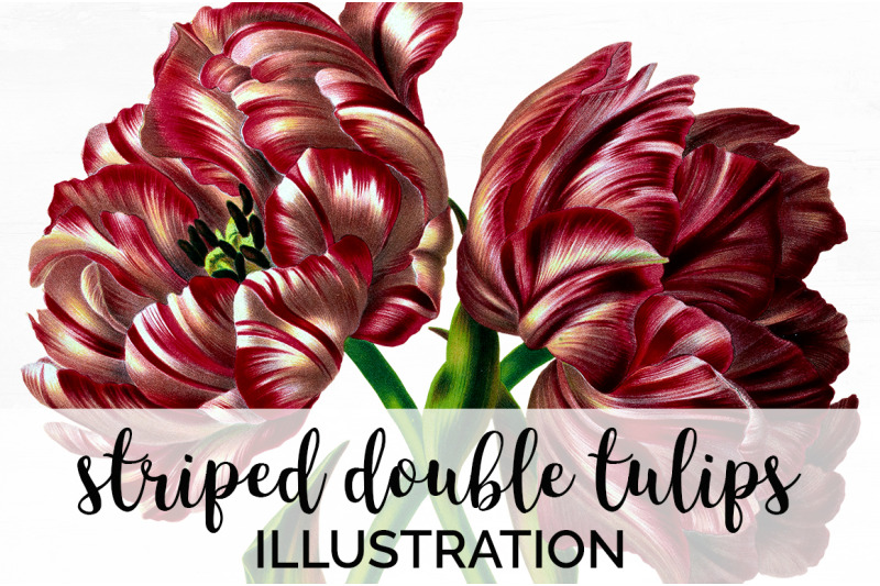 tulip-clipart