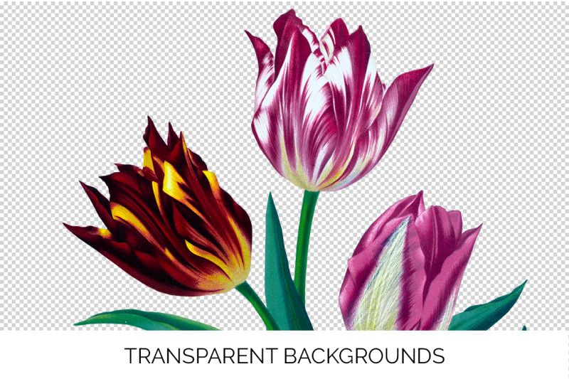 tulip-clipart