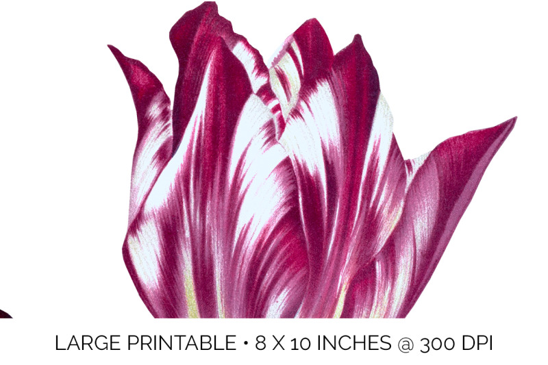 tulip-clipart