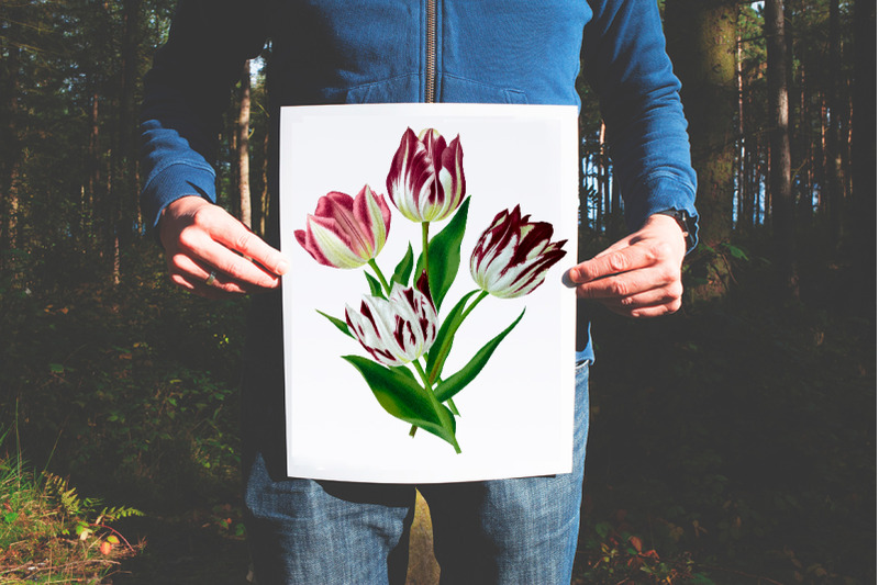 tulip-clipart